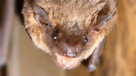 The medicinal properties of the black magic bat's venom